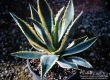 Agave americana variegata